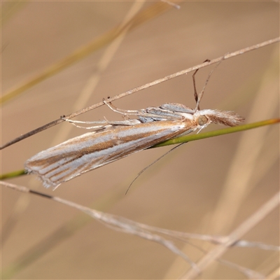 Hednota grammellus (Crambinae) at Lake George, NSW - 11 Mar 2025 by ConBoekel