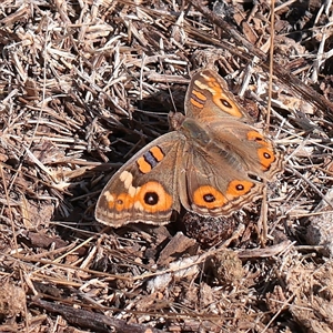 Junonia villida (Meadow Argus) at Lake George, NSW - 11 Mar 2025 by ConBoekel