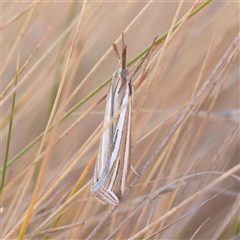 Unverified Butterfly (Lepidoptera, Rhopalocera) at Lake George, NSW - 11 Mar 2025 by ConBoekel