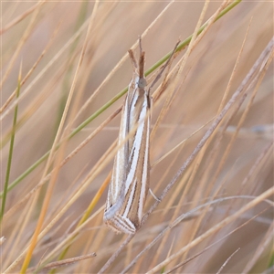 Unverified Butterfly (Lepidoptera, Rhopalocera) at Lake George, NSW - 11 Mar 2025 by ConBoekel