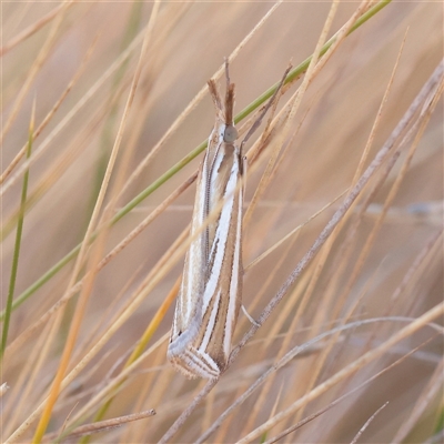 Unverified Butterfly (Lepidoptera, Rhopalocera) at Lake George, NSW - 11 Mar 2025 by ConBoekel