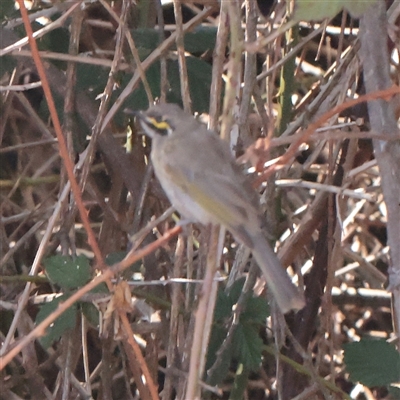 Caligavis chrysops (Yellow-faced Honeyeater) at Lake George, NSW - 11 Mar 2025 by ConBoekel