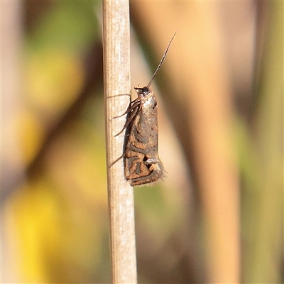 Glyphipterix cyanochalca (A Sedge moth 0r Gem moth (Glyphypterigidae) at Lake George, NSW - 11 Mar 2025 by ConBoekel
