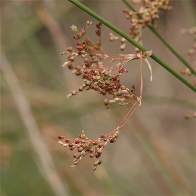 Juncus usitatus (Common Rush) at Lake George, NSW - 11 Mar 2025 by ConBoekel