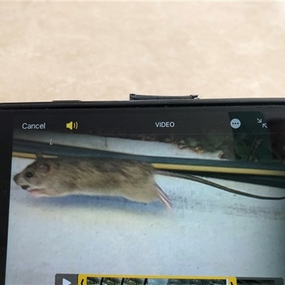 Rattus rattus (Black Rat) at Amaroo, ACT - 22 Jun 2025 by DallasCheryl