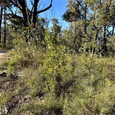 Banksia serrata (Saw Banksia) at Green Cape, NSW - 21 Jun 2025 by Hejor1