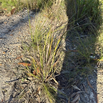 Lepidosperma gladiatum at Green Cape, NSW - 21 Jun 2025 by Hejor1