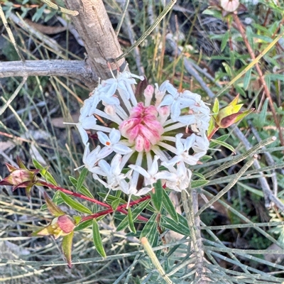 Pimelea (genus) at Green Cape, NSW - 21 Jun 2025 by Hejor1