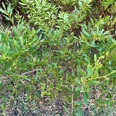 Acacia longifolia subsp. sophorae (Coast Wattle) at Green Cape, NSW - 21 Jun 2025 by Hejor1