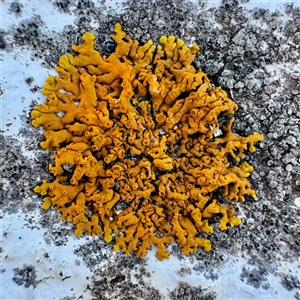 Xanthoria sp. (genus) at Green Cape, NSW - Yesterday by Hejor1