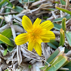 Hypochaeris radicata at Green Cape, NSW - Yesterday by Hejor1