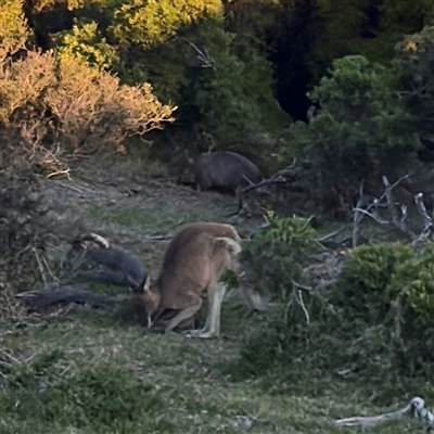 Macropus giganteus (Eastern Grey Kangaroo) at Green Cape, NSW - 21 Jun 2025 by Hejor1