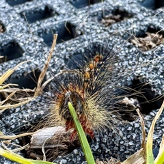 Aglaosoma variegata at Green Cape, NSW - 21 Jun 2025 04:10 PM