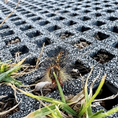 Aglaosoma variegata at Green Cape, NSW - 21 Jun 2025 04:10 PM