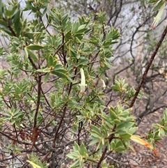 Styphelia triflora (Five-corners) at Wamboin, NSW - 18 Jun 2025 by Komidar