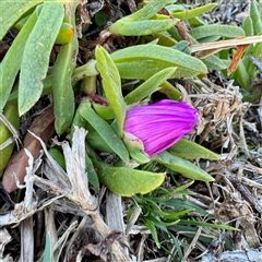Carpobrotus glaucescens (Pigface) at Green Cape, NSW - 21 Jun 2025 by Hejor1