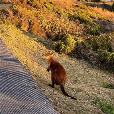 Wallabia bicolor (Swamp Wallaby) at Green Cape, NSW - 21 Jun 2025 by Hejor1