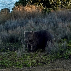 Vombatus ursinus (Bare-nosed Wombat) at Green Cape, NSW - 21 Jun 2025 by Hejor1