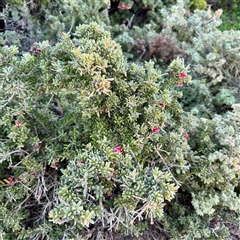 Grevillea lanigera at Sydney, NSW - 21 Jun 2025 by Hejor1