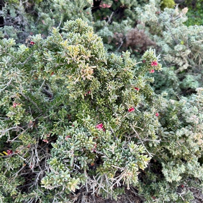 Grevillea lanigera at Sydney, NSW - 21 Jun 2025 by Hejor1