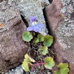 Cymbalaria muralis subsp. muralis (Ivy-leaved Toadflax) at Green Cape, NSW - 21 Jun 2025 by Hejor1