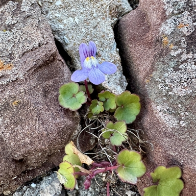 Cymbalaria muralis subsp. muralis (Ivy-leaved Toadflax) at Green Cape, NSW - 21 Jun 2025 by Hejor1
