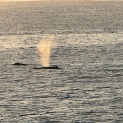 Megaptera novaeangliae (Humpback Whale) at Green Cape, NSW - 21 Jun 2025 by Hejor1