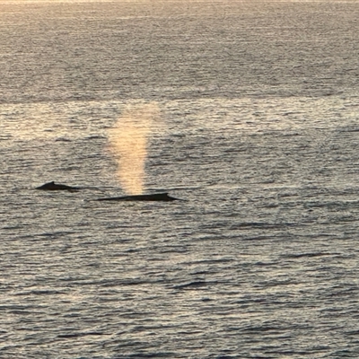 Megaptera novaeangliae (Humpback Whale) at Green Cape, NSW - 21 Jun 2025 by Hejor1