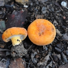 Unverified Cap on a stem; gills below cap [mushrooms or mushroom-like] at Bodalla, NSW - 22 Jun 2025 by Teresa