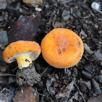 Unverified Cap on a stem; gills below cap [mushrooms or mushroom-like] at Bodalla, NSW - 22 Jun 2025 by Teresa
