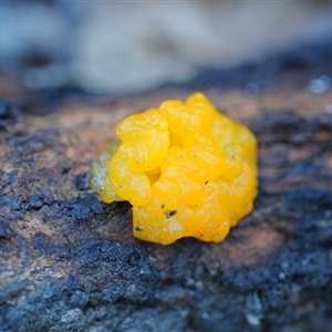 Tremella mesenterica (Witch's Butter or Yellow Brain) at Bodalla, NSW - Today by Teresa
