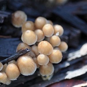 Mycena sp. ‘grey or grey-brown caps’ at Bodalla, NSW - Today by Teresa