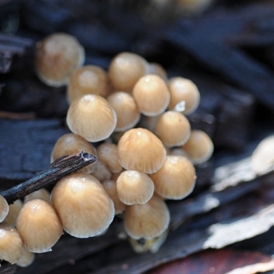 Mycena sp. ‘grey or grey-brown caps’ at Bodalla, NSW - 22 Jun 2025 by Teresa