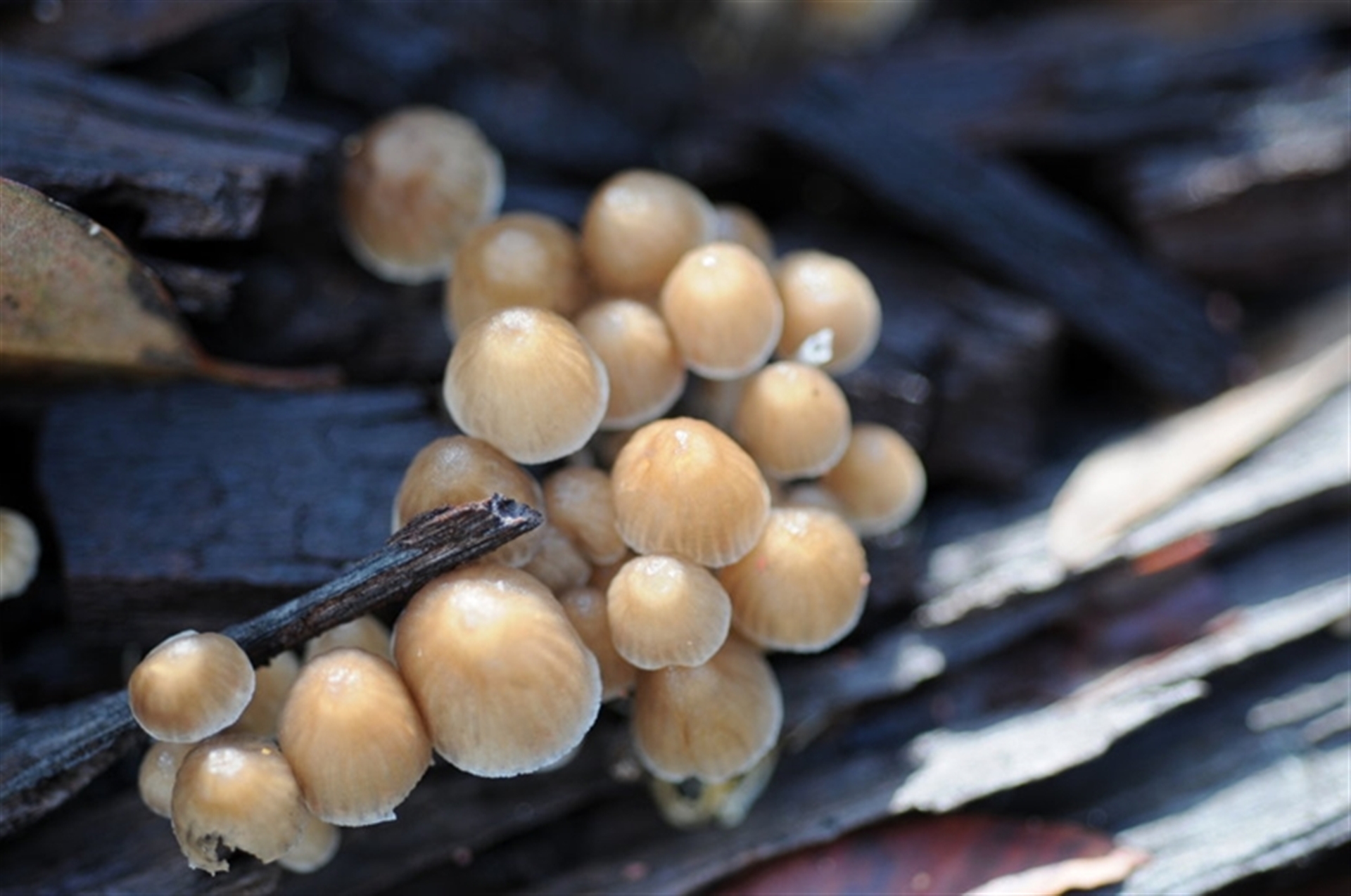 Mycena sp. ‘grey or grey-brown caps’ at Bodalla, NSW - 22 Jun 2025 03:56 PM