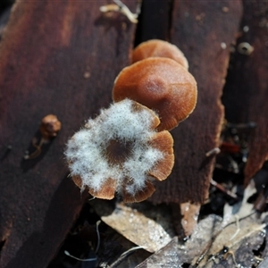 Mucorales (Pin moulds) at Bodalla, NSW - Today by Teresa