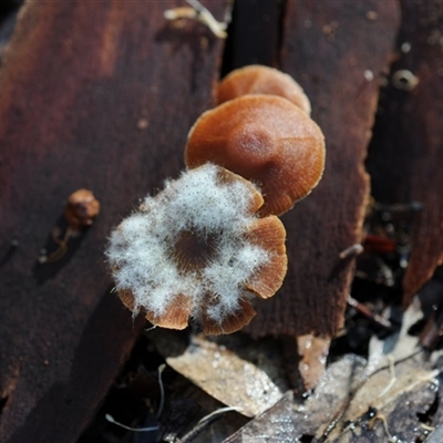 Mucorales (Pin moulds) at Bodalla, NSW - 22 Jun 2025 by Teresa