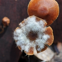 Mucorales at Bodalla, NSW - 22 Jun 2025 03:58 PM