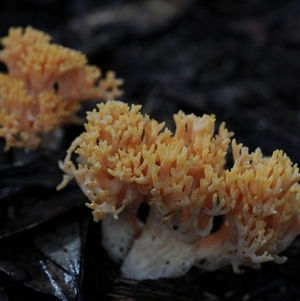 Ramaria sp. (genus) at Bodalla, NSW - Today by Teresa