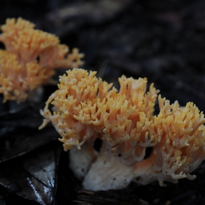 Ramaria sp. (genus) at Bodalla, NSW - 22 Jun 2025 by Teresa