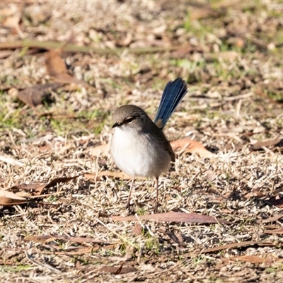 Malurus cyaneus (Superb Fairywren) at Acton, ACT - 20 Jun 2025 by AlisonMilton