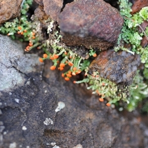 Cladonia sp. (genus) at Bodalla, NSW - Today by Teresa