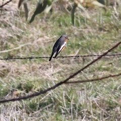 Petroica phoenicea (Flame Robin) at Wodonga, VIC - 22 Jun 2025 by KylieWaldon