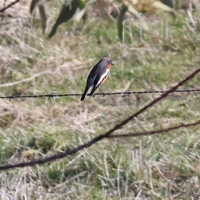 Petroica phoenicea (Flame Robin) at Wodonga, VIC - 22 Jun 2025 by KylieWaldon