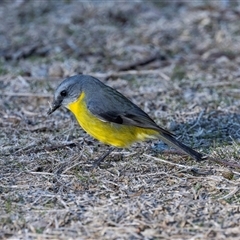 Eopsaltria australis (Eastern Yellow Robin) at Acton, ACT - 20 Jun 2025 by AlisonMilton