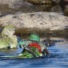 Psephotus haematonotus (Red-rumped Parrot) at Barton, ACT - 19 Jun 2025 by MB