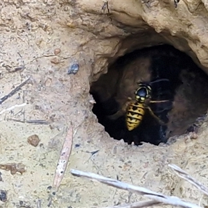 Vespula germanica at Goulburn, NSW - Today by trevorpreston