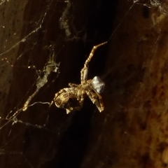Philoponella congregabilis (Social house spider) at Mount Stuart, TAS - 22 Jun 2025 by VanessaC