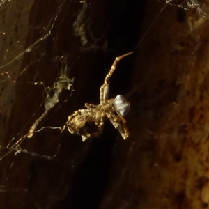 Philoponella congregabilis (Social house spider) at Mount Stuart, TAS - Today by VanessaC