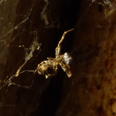 Philoponella congregabilis (Social house spider) at Mount Stuart, TAS - 22 Jun 2025 by VanessaC