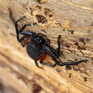 Trachycosmidae (family) at Captains Flat, NSW - Today by Csteele4